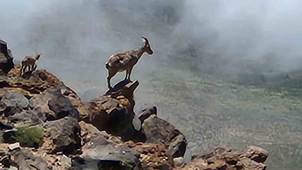 Ağrı Dağı’nda 4 bin rakımda dağ keçileri görüntülendi
