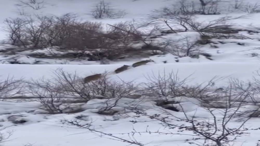 Elazığ&rsquo;da kurt s&uuml;r&uuml;s&uuml; g&ouml;r&uuml;ld&uuml;

