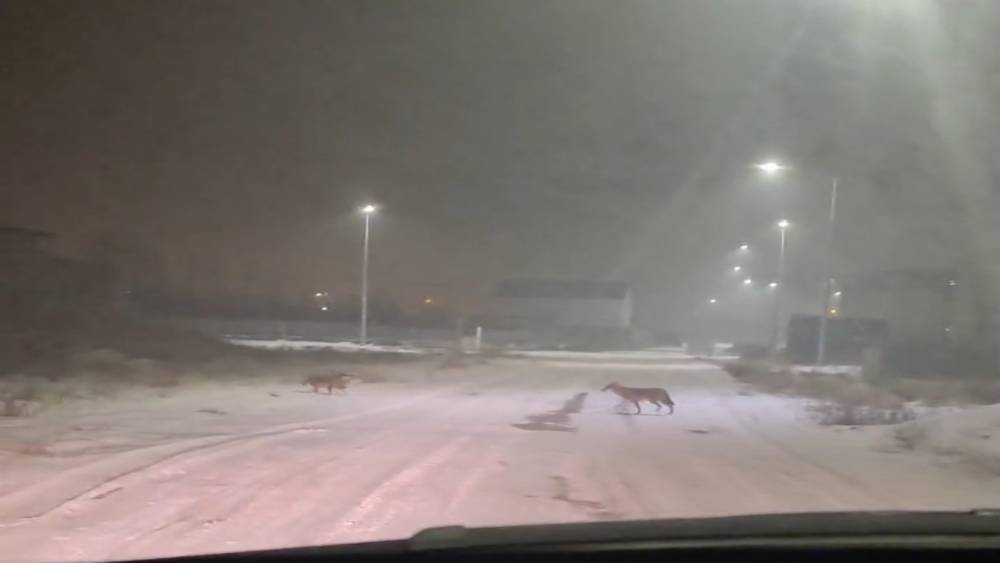 Iğdır&rsquo;da kurtlar yerleşim yerlerine indi
