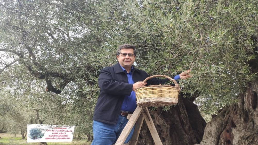 Dünya zeytin ağacı günü Manisa’da buruk geçti
