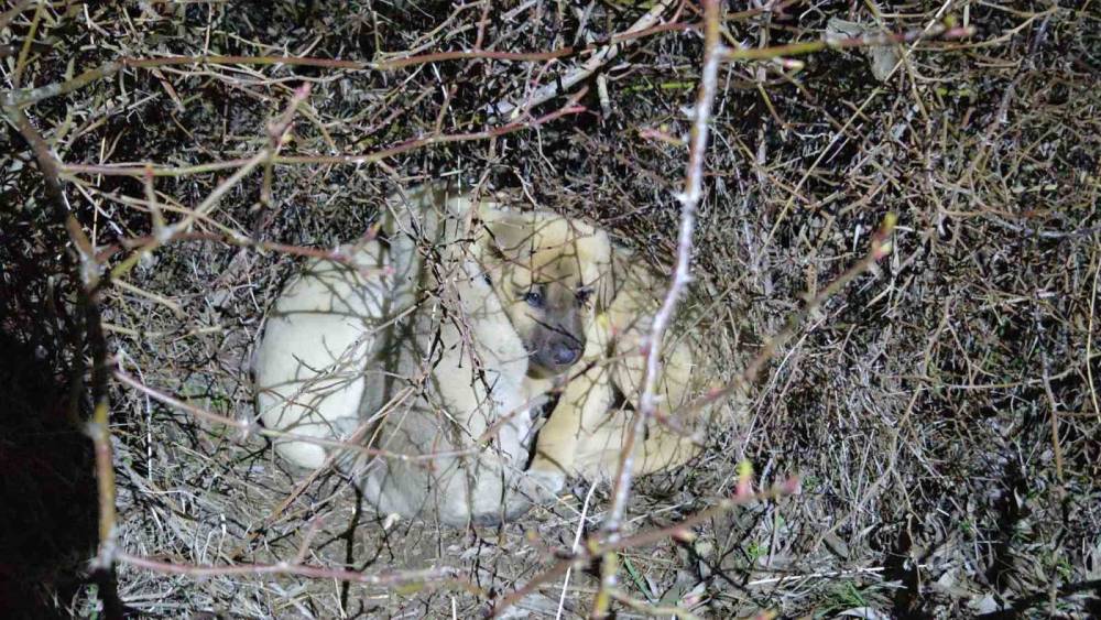 Ölüme terk edilmiş köpek yavrularına sahip çıktı