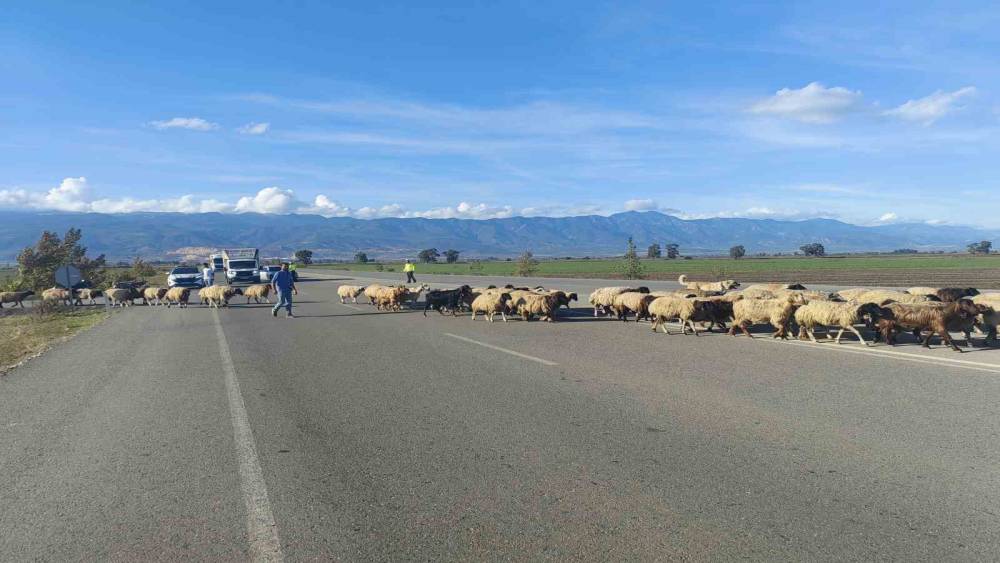 Yayladan dönen koyun sürüsünün geçişi için trafiğin durduğu kara yolunda korna sesi yerine çan sesi yankılandı
