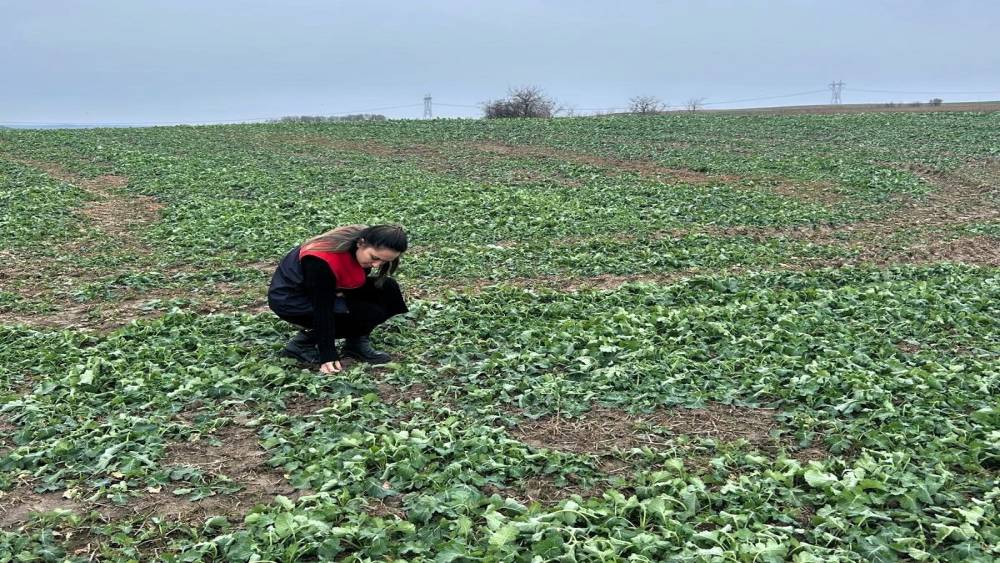 Pehlivank&ouml;y&rsquo;de anıza ekim yapılan kanola tarlasında bitkinin fizyolojik gelişimi incelendi
