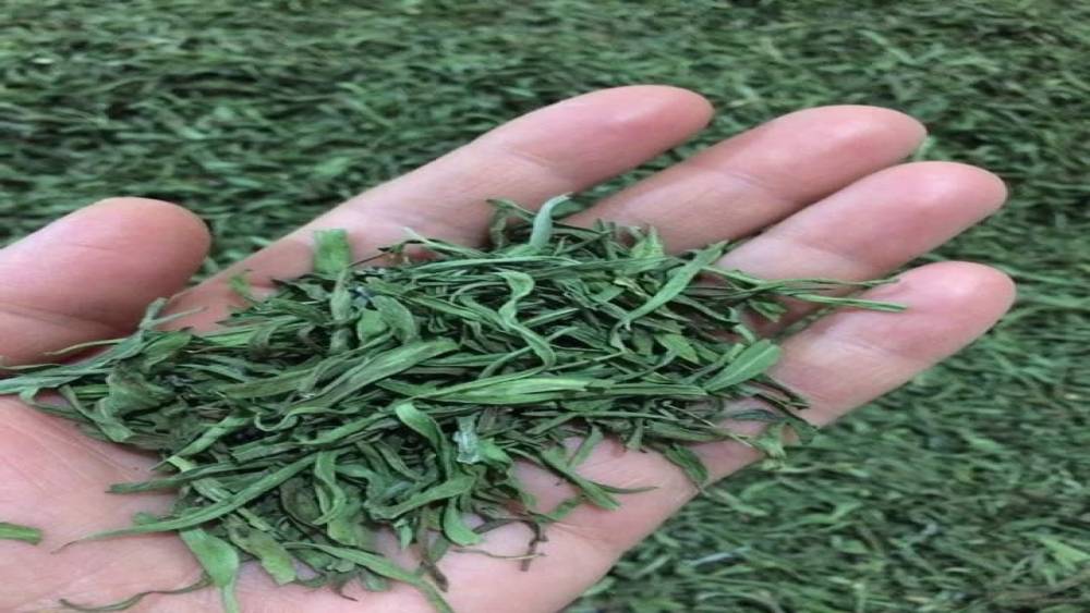 Bayburt’ta yüzde 70 devlet katkılı ‘Tarhun’ fidesi dağıtılacak
