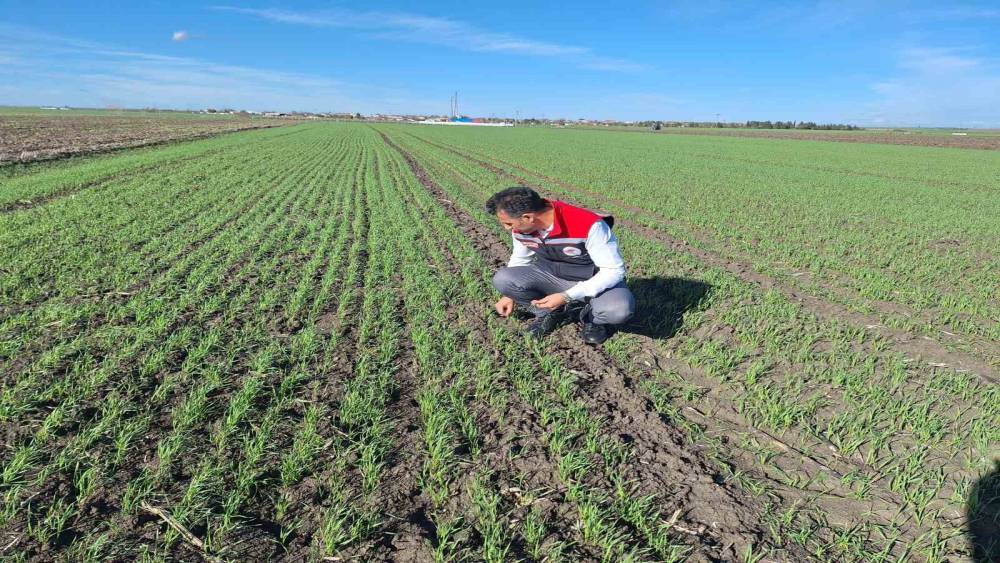 Hububat tarlalarında ’ekin kambur böceği’ tehlikesi
