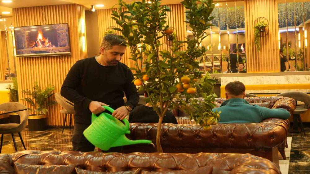 Kafede mandalina yetiştiriyor, müşterilerle paylaşıyor
