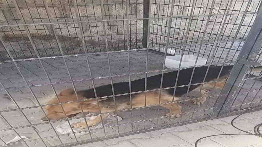 Gence saldıran k&ouml;pek yakalandı, bakıcısına işlem yapıldı
