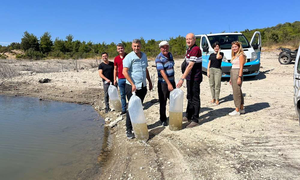 30 bin yavru sazan g&ouml;letlere bırakıldı