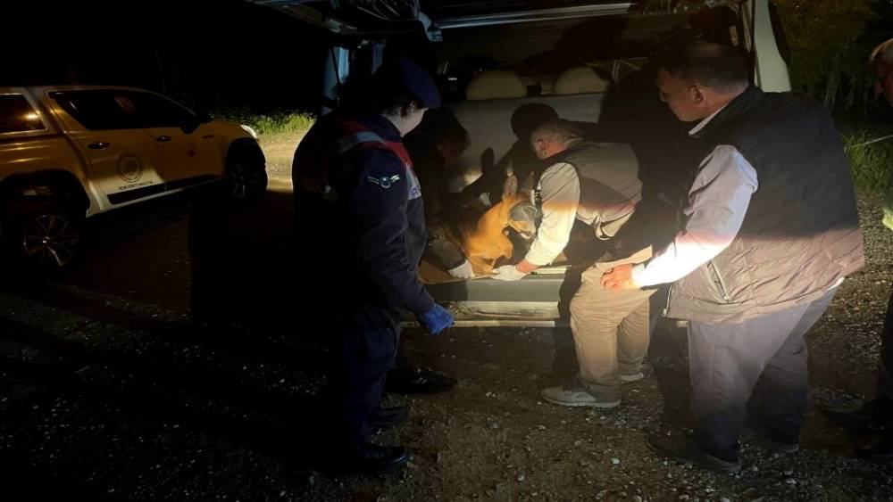 Yaralı karacayı jandarma koruma altına aldı
