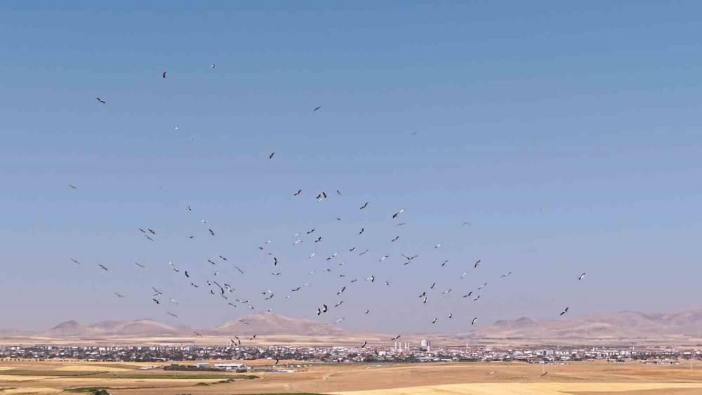 D&uuml;den G&ouml;l&uuml;&rsquo;nde leyleklerin dansı havadan g&ouml;r&uuml;nt&uuml;lendi
