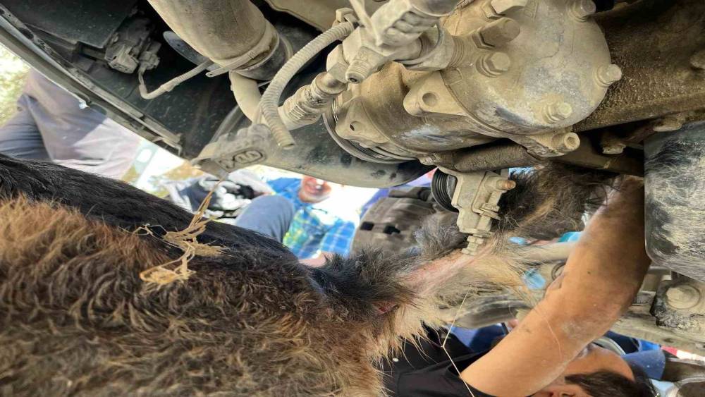 Minibüsün altında sıkışıp mahsur kalan köpeği itfaiye kurtardı
