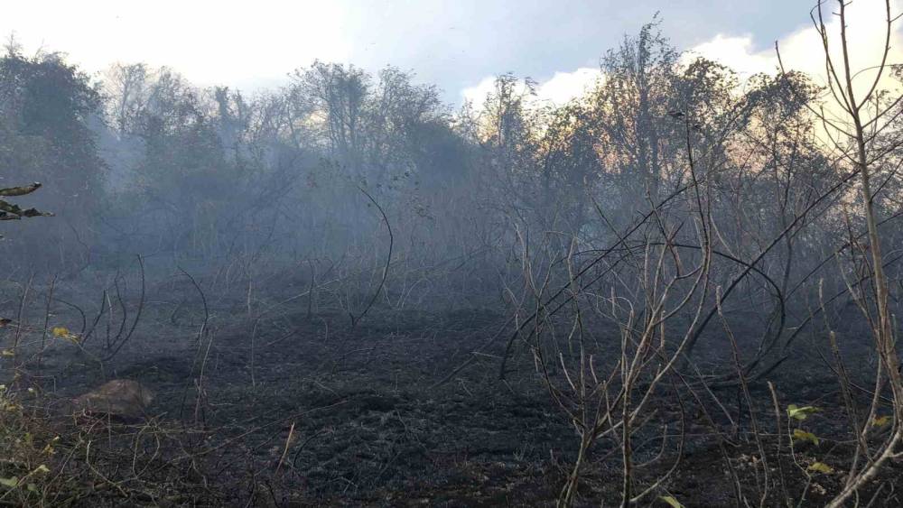 Artvin Hopa’da ziraat alanında çıkan yangın ormana sıçradı
