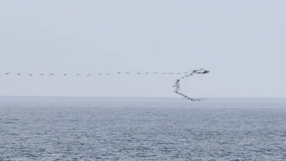 G&ouml;&ccedil; yolundaki kuşların senkronize u&ccedil;uşu Hopa&rsquo;da g&ouml;r&uuml;nt&uuml;lendi
