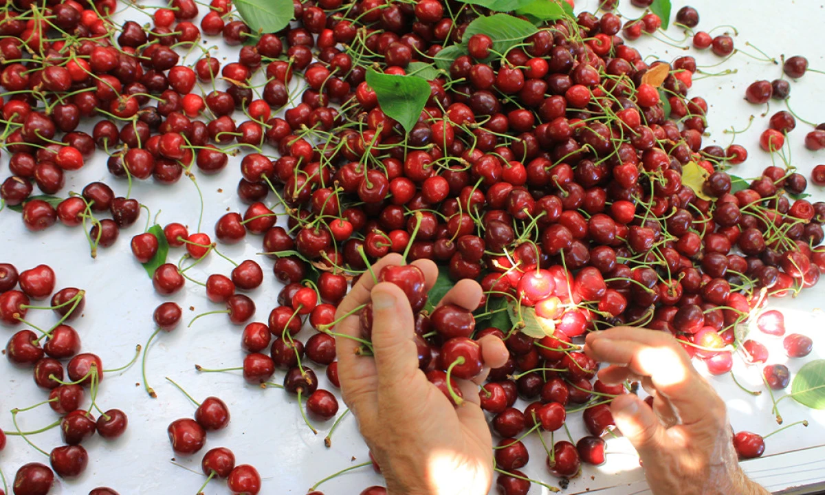 ABD ve Avrupa kirazda bu aromayı &ouml;zellikle istiyor