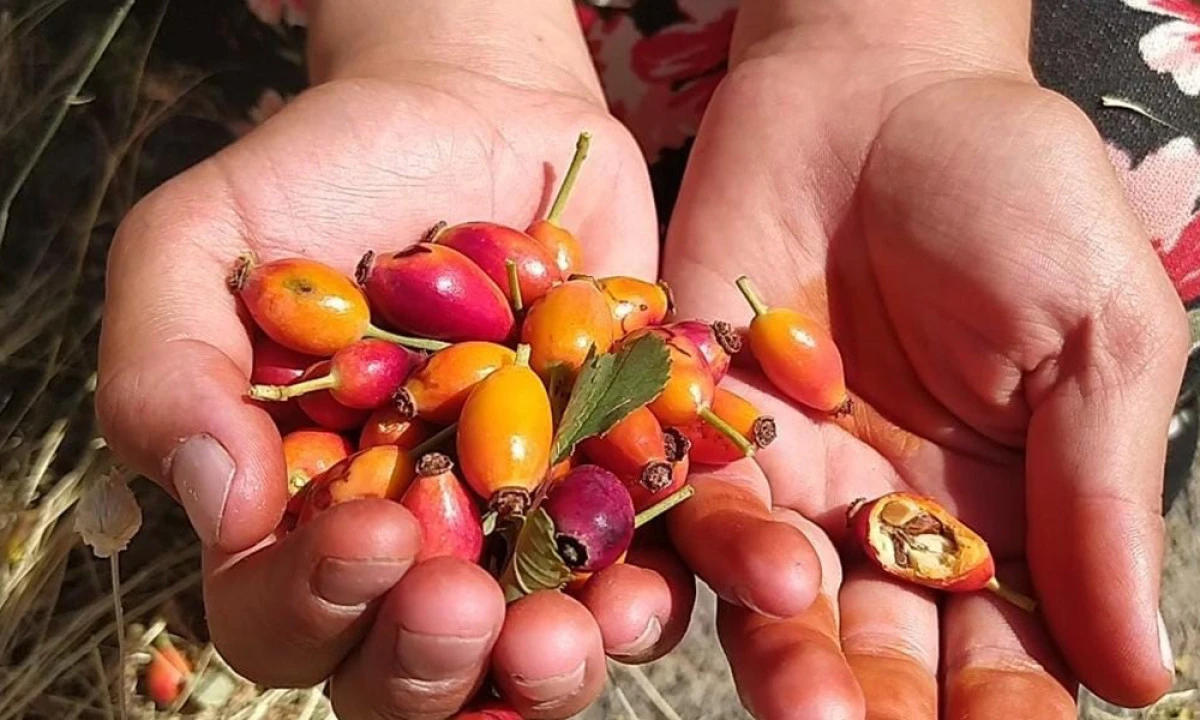 Ağrı’da Kuşburnu Mevsimi Başladı, Dağlar Şifa Kaynağına Dönüştü