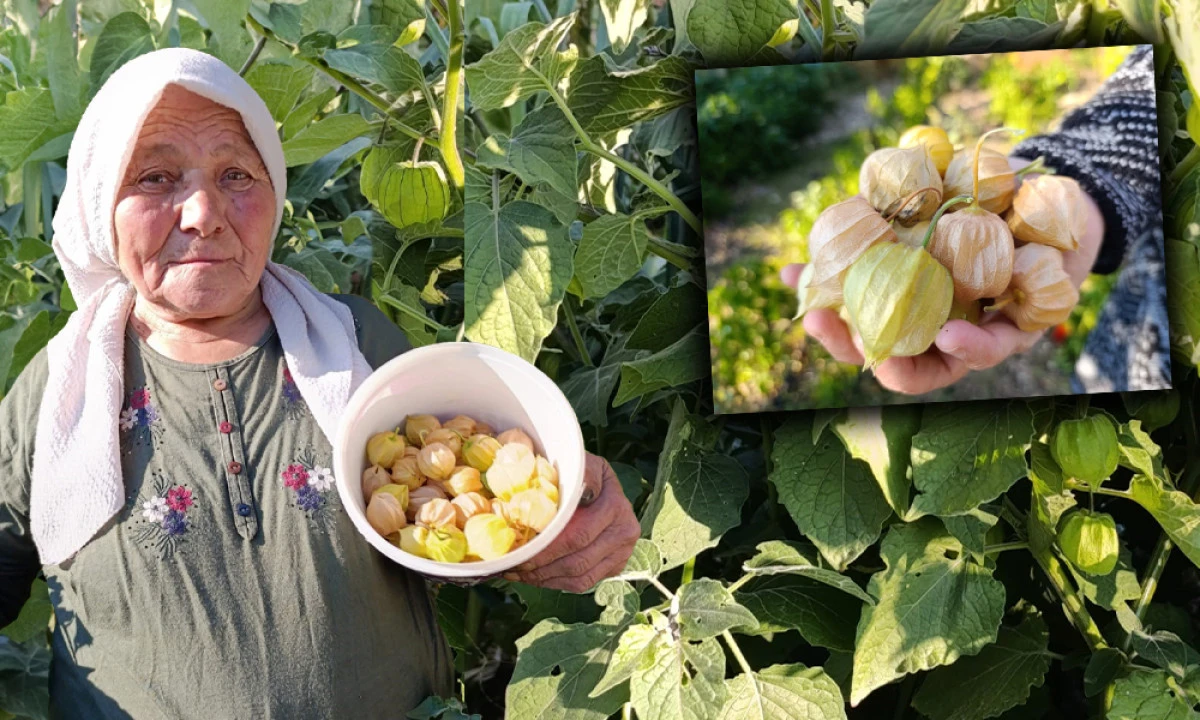 ALTIN ÇİLEĞE YOĞUN İLGİ