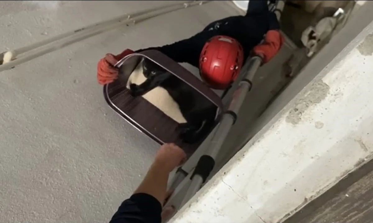Apartman Boşluğuna Düşen Kedi Yaralı Olarak Kurtarıldı