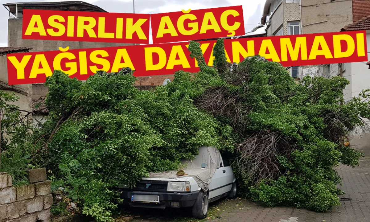 ASIRLIK AĞA&Ccedil; YAĞIŞA DAYANAMADI