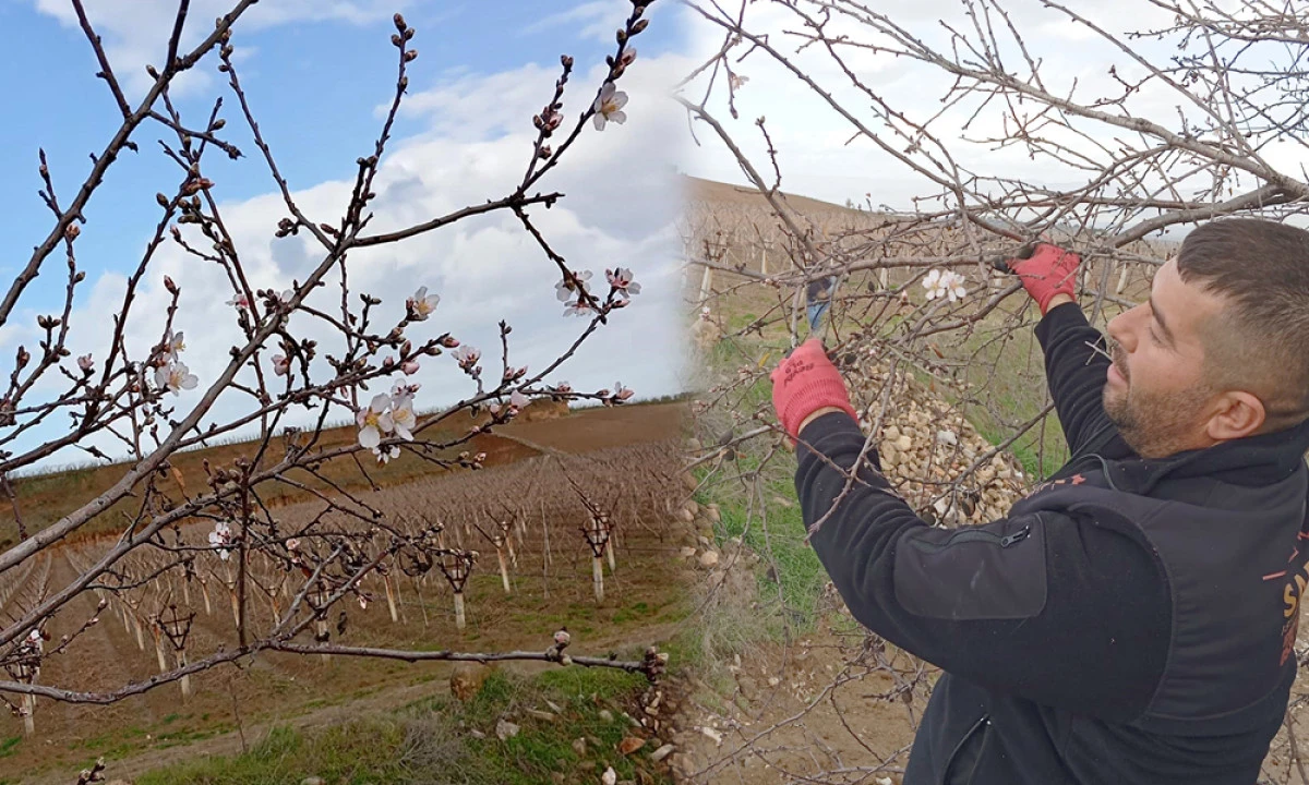 BADEM AĞA&Ccedil;LARI KIŞ ORTASINDA &Ccedil;İ&Ccedil;EK A&Ccedil;TI