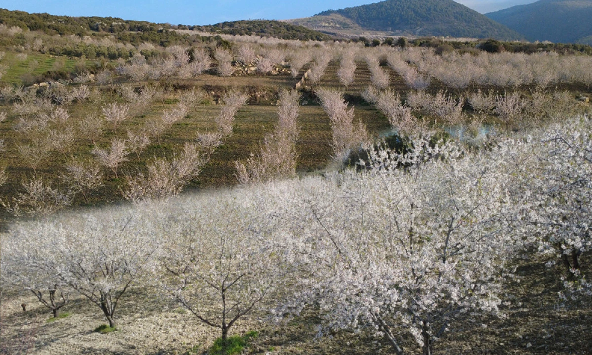 BADEM AĞAÇLARINDAN GÖRSEL ŞÖLEN