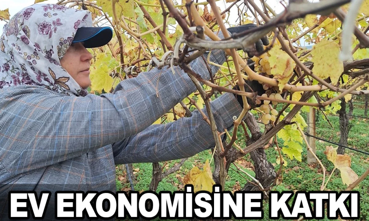 BAĞLARDA KALAN ÜZÜMLER EK GELİR KAPISI OLDU