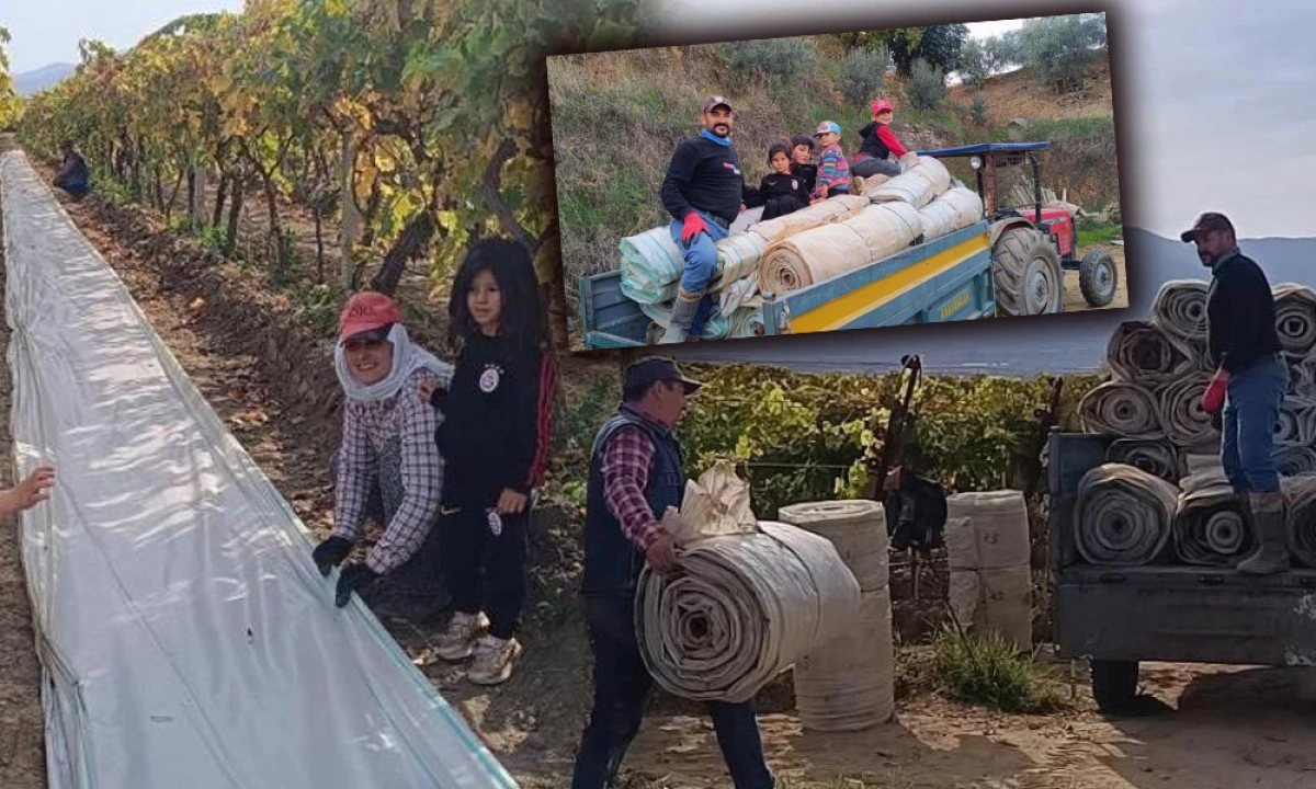 BAĞLARDA ÖRTÜ MESAİSİ