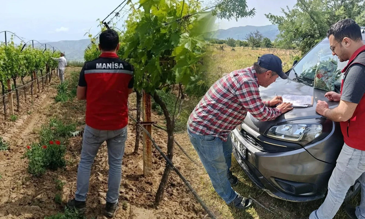 BAĞLARDA PESTİSİT DENETİMİ