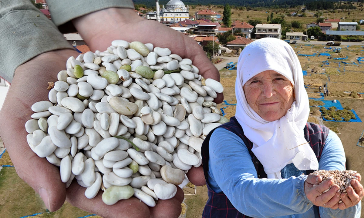 BİN 300 RAKIMLI YAYLALARDA KURU FASULYEDE HASADI