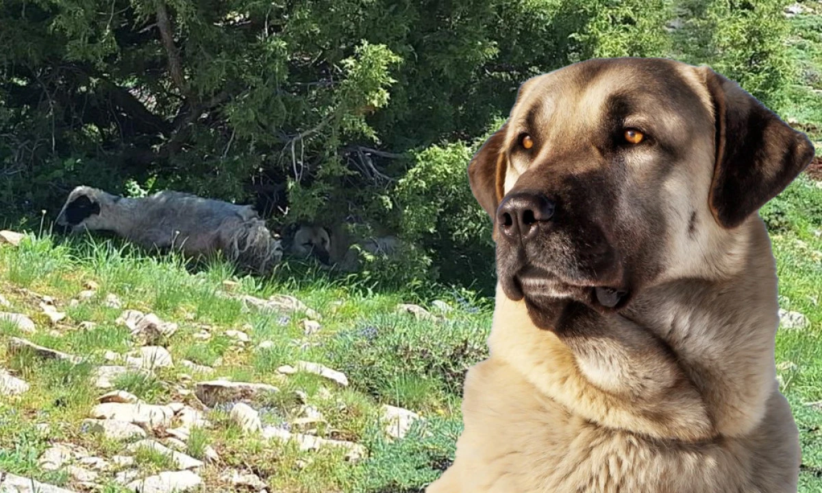 B&Ouml;YLE SADAKAT G&Ouml;R&Uuml;LMEDİ!