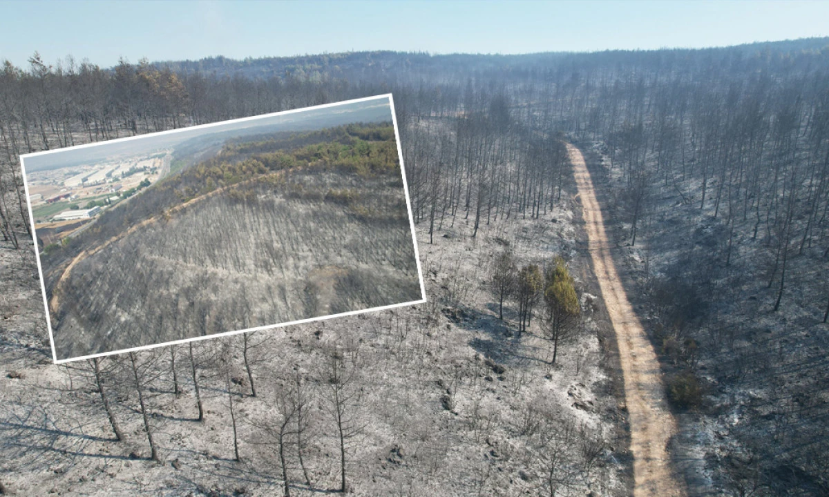 BUCA’NIN ORMANLARI KÜLE DÖNDÜ