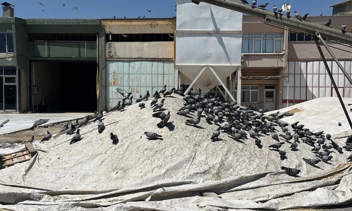 Buğday pazarında g&uuml;vercinler de nasibini alıyor