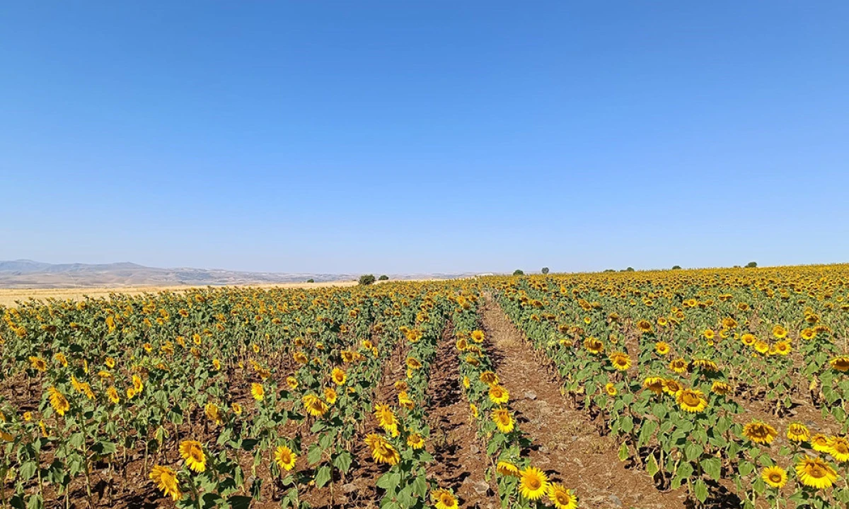 Çemişgezekli Çiftçi, İlçede İlk Kez Yağlık Ayçiçeği Üretimi Yaptı