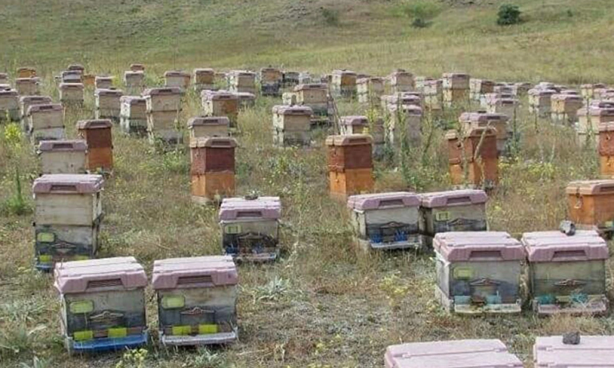 Doğu Karadeniz’de Arıcılık Alarm Veriyor