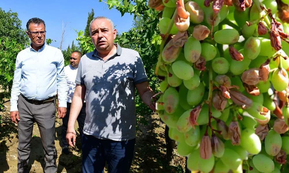 DOLUNUN VURDUĞU BAĞLARDA HASAR ÇOK BÜYÜK