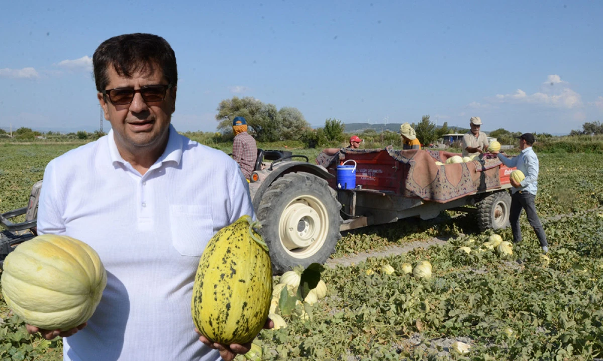 DÜNYACA ÜNLÜ KIRKAĞAÇ KAVUNUNDA İLK HASAT