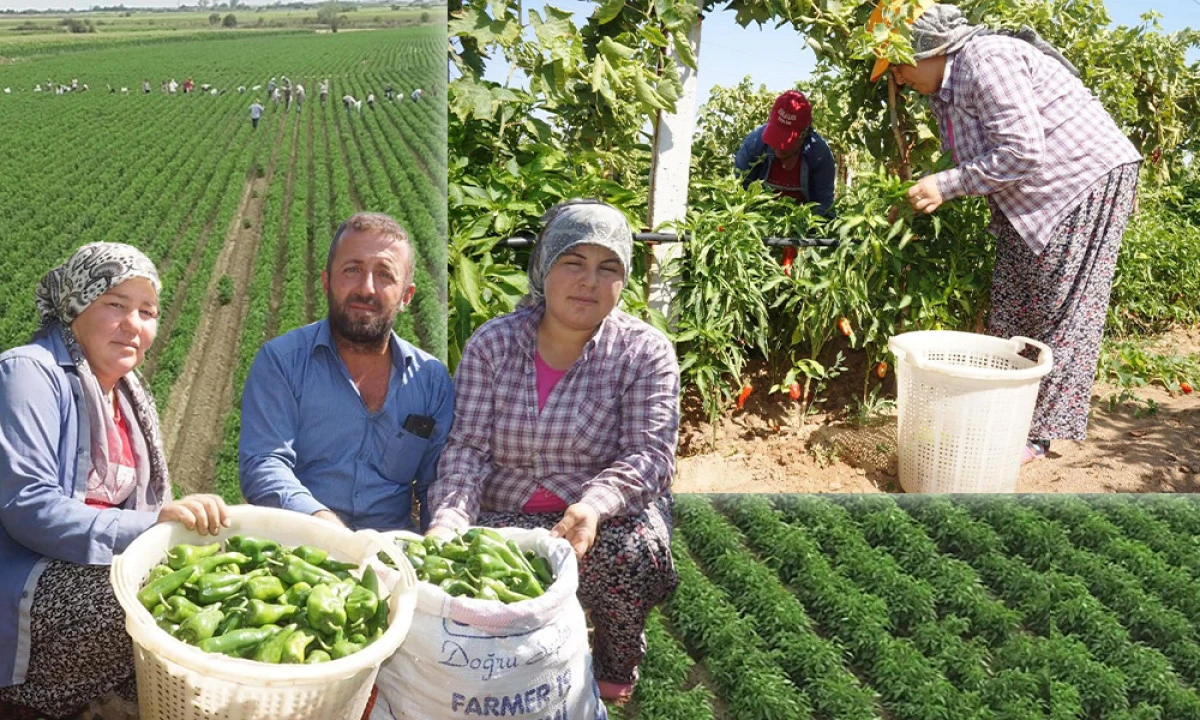 EMCELLİ BİBERİNİ BEKLEYEN TEHLİKE!