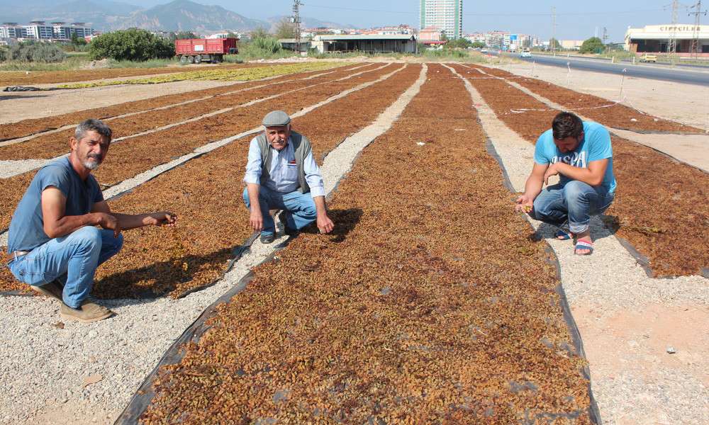 EN D&Uuml;Ş&Uuml;K KALİTELİ KURU &Uuml;Z&Uuml;M&Uuml;N ALIM FİYATI 45 TL A&Ccedil;IKLANDI