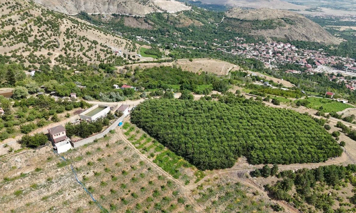 Erzincan&rsquo;ın y&uuml;ksek rakımlı kiraz bah&ccedil;esinde hasat mesaisi