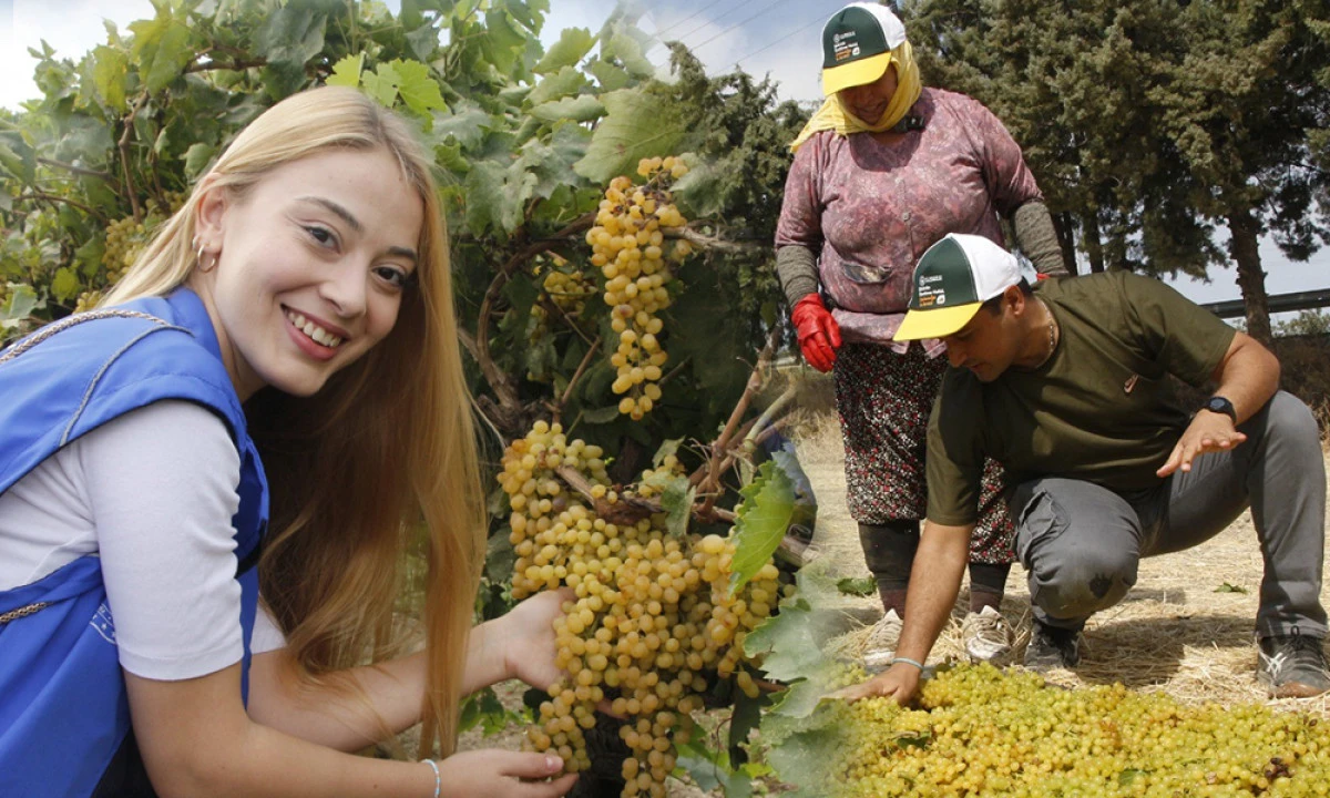 GÖNÜLLÜ GENÇLER ÜZÜM BAĞINA GİRDİ
