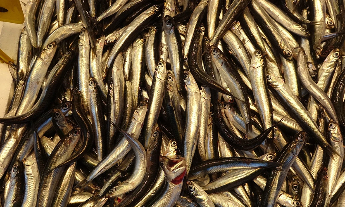 Hamsiyi Tezgahta Erken Gören Balıkçı Sevinsin Mi Üzülsün Mü Bilemedi