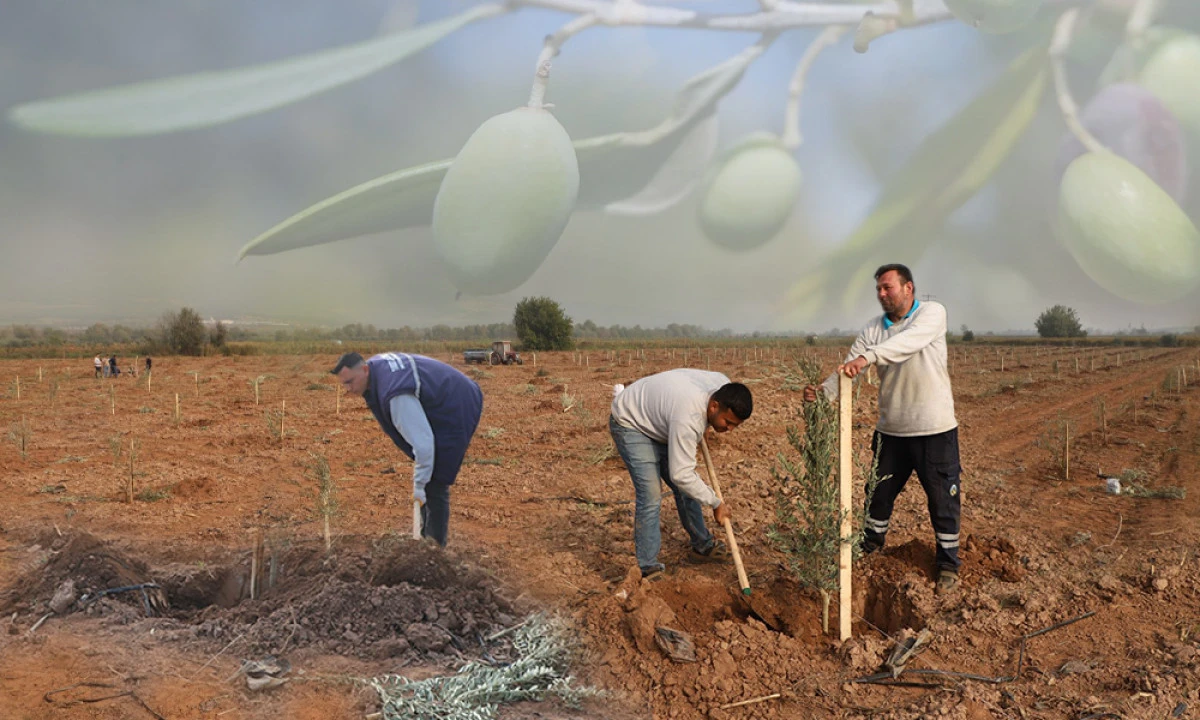 İLÇE BELEDİYESİNDEN ZEYTİN ATAĞI