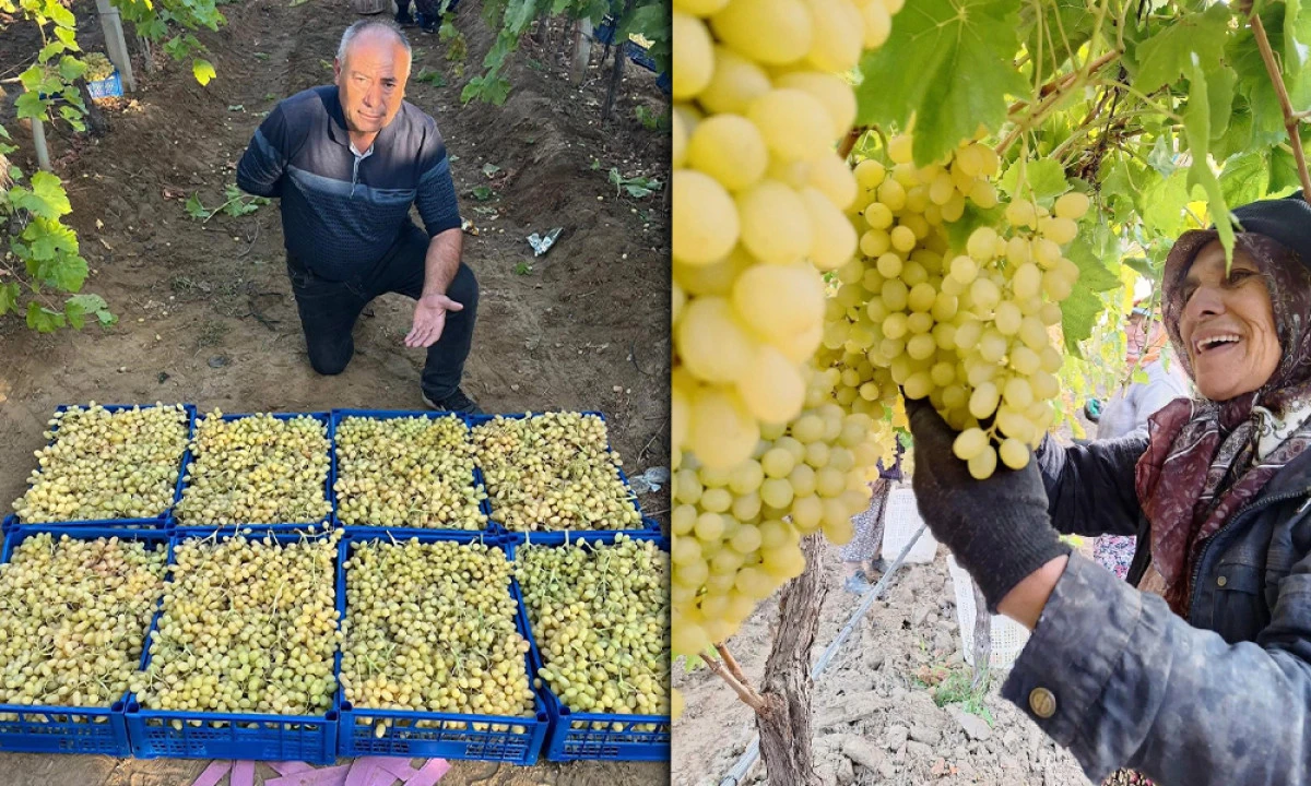 İLÇEDE HASAT UZADI