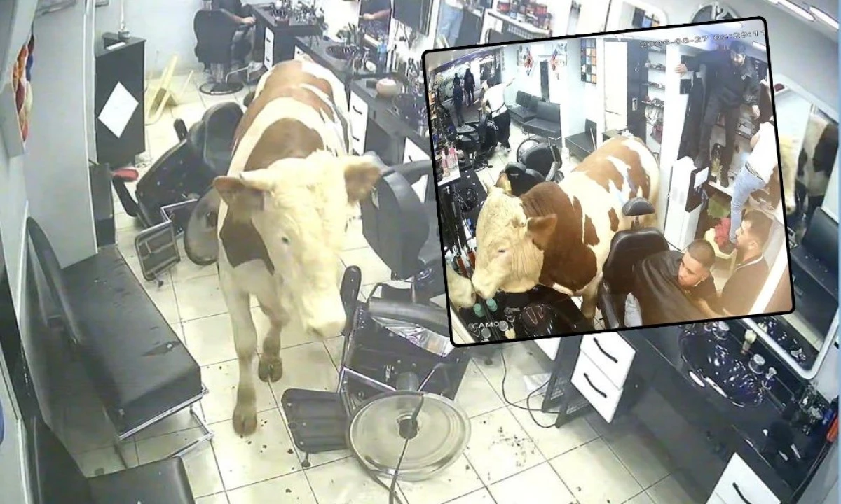 KAÇAN BOĞA KUAFÖR SALONUNA DALDI