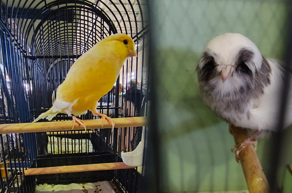 KAFES KUŞLARI PODYUMA ÇIKTI