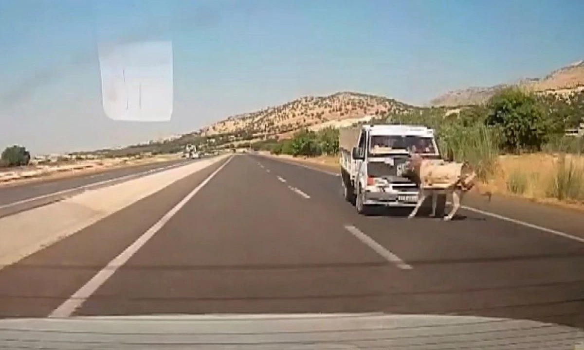 Kamyonetin &ccedil;arptığı eşek metrelerce havaya fırladı