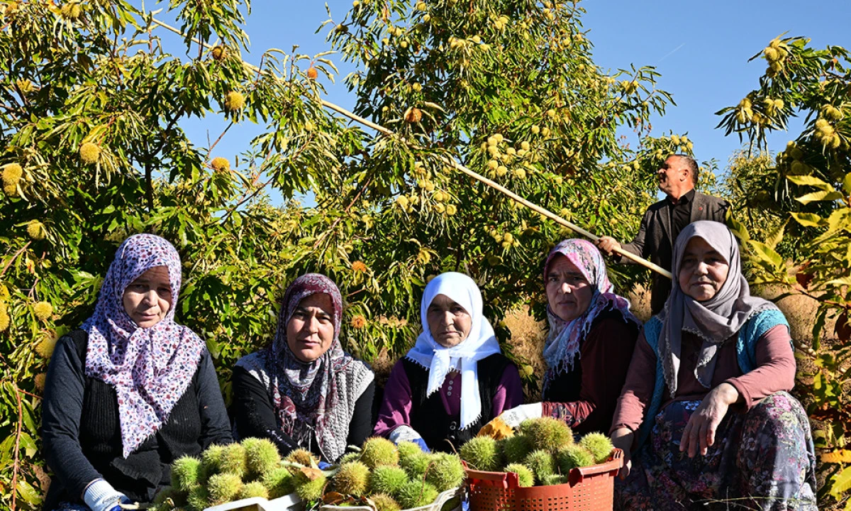 KİLOSU 210 TL&rsquo;YE KADAR &Ccedil;IKIYOR