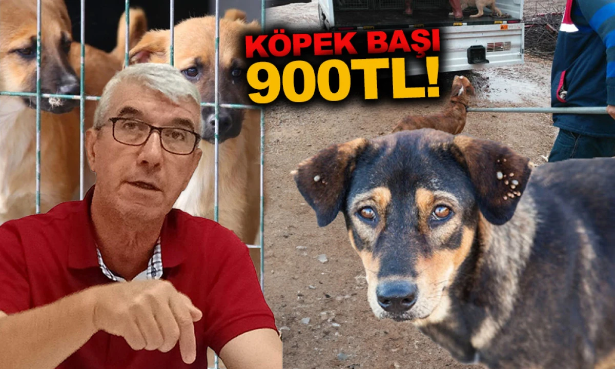 KÖPEKLERİN TOPLANMASINA YÖNELİK VAHİM SÖZLER