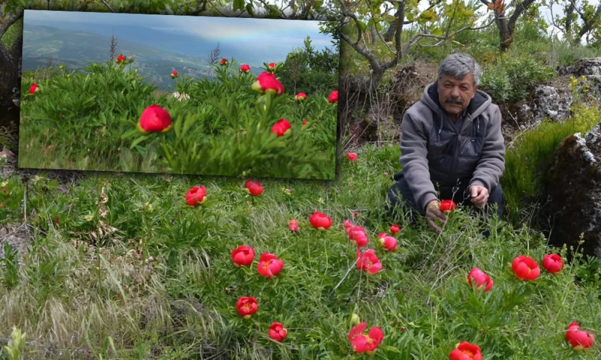KORUMA ALTINDAKİ T&Uuml;RLER &Ccedil;İ&Ccedil;EK A&Ccedil;TI