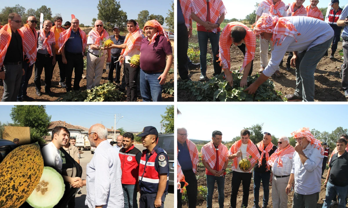 KULA KAVUNUNDA HASAT BAŞLADI
