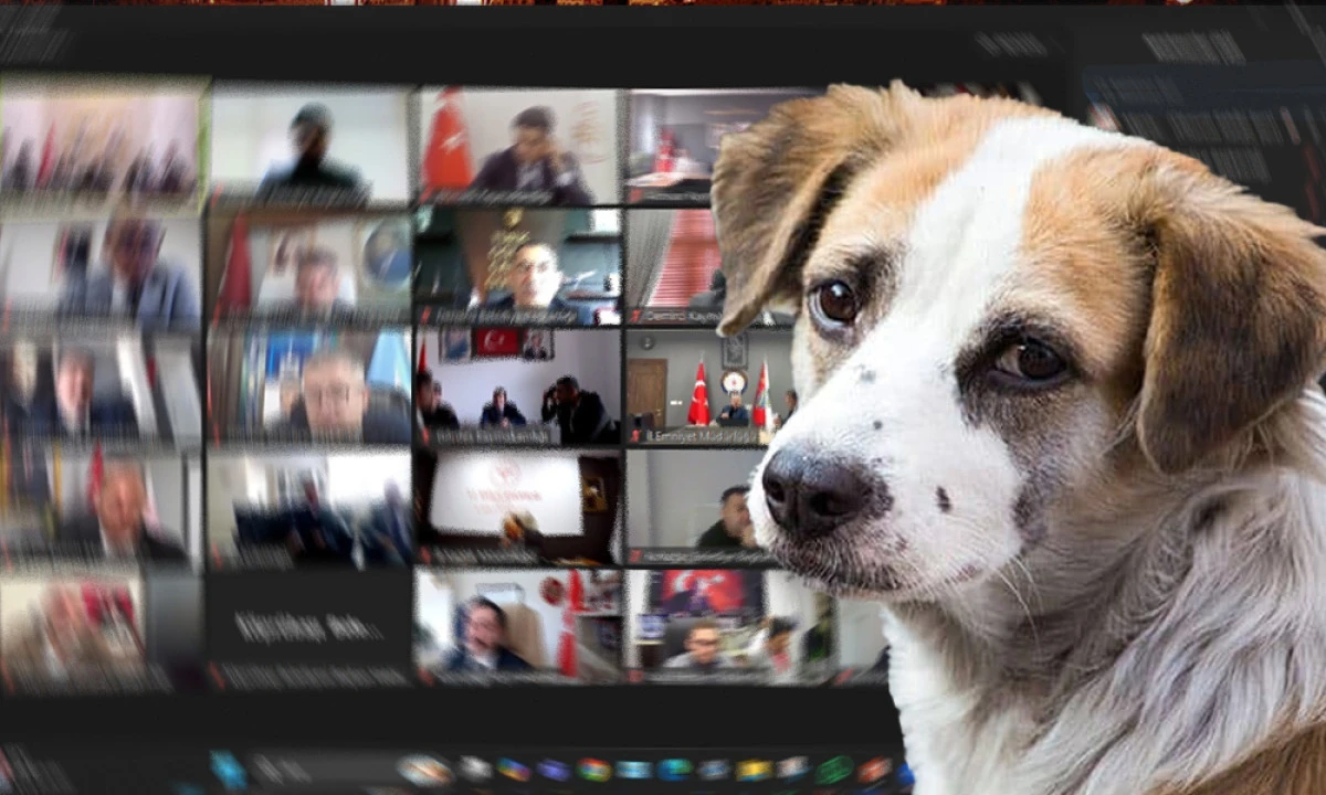 MANİSA YÖNETİMİNDE GÜNDEM: SAHİPSİZ HAYVANLAR